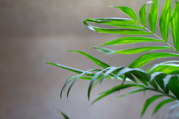 texture with leaves. texture, gray background.  flat lay Natural leaf on wooden background, nature background. Fresh green leaves frame the tree. Natural background.