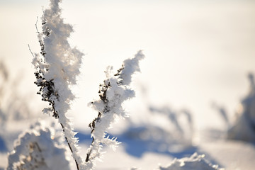 Dry flowers in a meadow covered with crystals of sparkling snow-white hoarfrost. Sparkling snowflakes in the sunlight. wonderful winter magic photo. very soft selective focus.