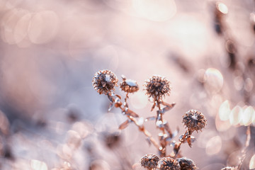 Dry flowers in a meadow covered with crystals of sparkling snow-white hoarfrost. Sparkling snowflakes in the sunlight. wonderful winter magic photo. very soft selective focus.