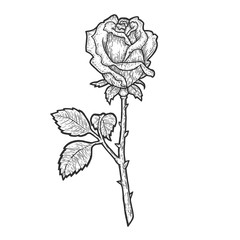 Rose flower sketch engraving vector illustration. T-shirt apparel print design. Scratch board imitation. Black and white hand drawn image.