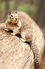 Vertical closeup portrait view of grey squirrel sitting on lag and looking away in Yosemite...
