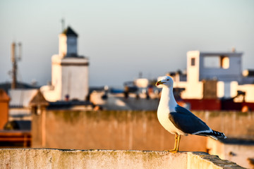 seagull on the roof, photo as background