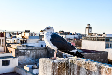 seagull on the bridge, photo as background