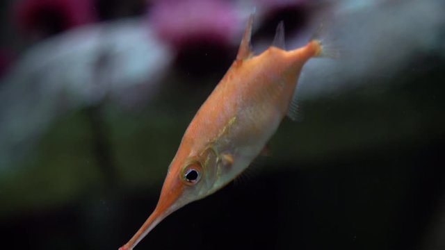 Pink snipefish - Macroramphosus scolopax. Also known as Snipe Trumpet Fish, snipe fish, longspine bellowfish found in tropical and subtropical waters