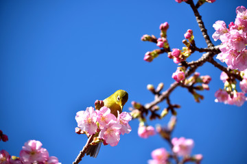 伊豆の土肥桜とメジロ