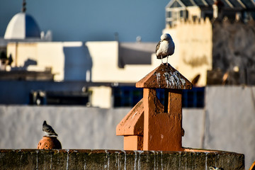 view of Essaouira City of Morocco Africa © underworld