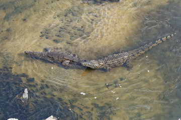 Crocodiles lined up in shallow water with lots of fish