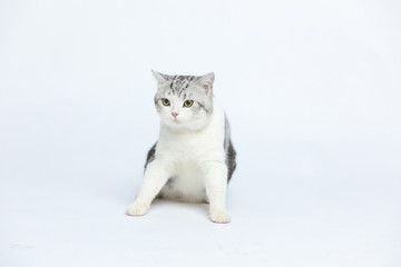 Fototapeta na wymiar Cute and docile American short haired cat with a wide range of emotions and shapes on a white background