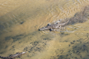 Crocodile walking amongst a school of fish through shallow water leaving a murky trail. View from top 