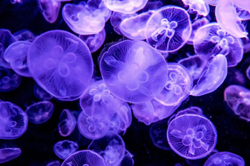 The beautiful jellyfish under the purple neon light in the aquarium