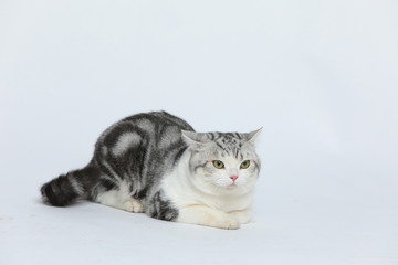 Cute and docile American short haired cat with a wide range of emotions and shapes on a white background