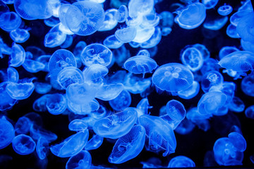 The beautiful jellyfish under the purple neon light in the aquarium.