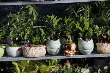 Group of cactus in a pot