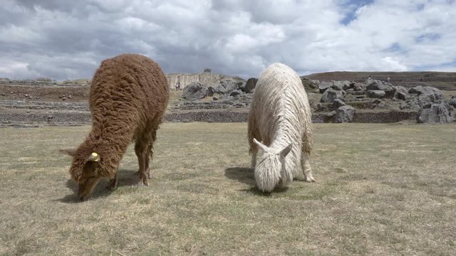 White and brown llamas/ alpacas eating grass at ancient inca ruins of Sacsayhuaman, Cusco, Peru
