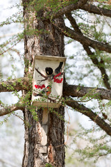 Starling near his birdhouse in the spring Park