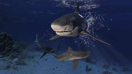 3 bull sharks patrolling around together underwater posing and looking dangerous 3d rendering