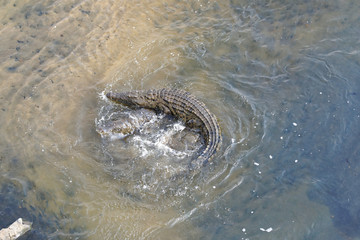 Nile crocodile whirling waters during courtship