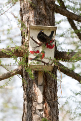 Starling near his birdhouse in the spring Park