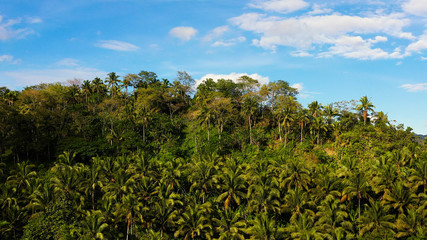 Beautiful mountain landscape with a jungle in sunny weather. Summer and travel vacation concept. clouds over the mountain peaks. Evergreen forest on a tropical island.