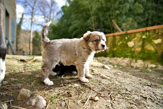 322 Best Bebe Chien Images Stock Photos Vectors Adobe Stock