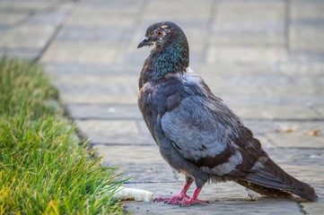 Feeding pigeons on the street. Pedestrians, birds and bread crumbs