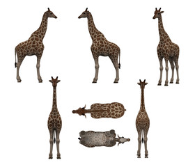 Multiple angle views of giraffe with 7 different view isolated white background 3d rendering