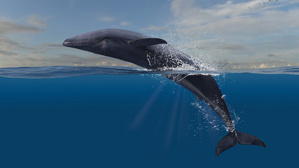Blue whale reverse breaching and jumping while half is underwater diving in deep ocean 3d rendering © bekirevren
