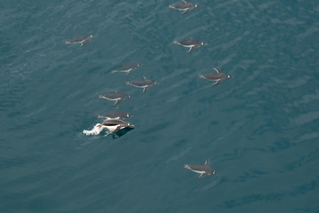 Obraz premium Gentoo penguins porpoising (leaping in and out of the water) in the southern Ocean near the Antarctic Peninsula, Antarctica