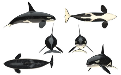 Multiple angle views of orca kiler whale  with 6 different view isolated white background 3d rendering
