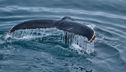 Humpback whale ((Megaptera novaeangliae) feeding between the South Shetalnd Islands and the Antarctic Peninsula, Antarctica