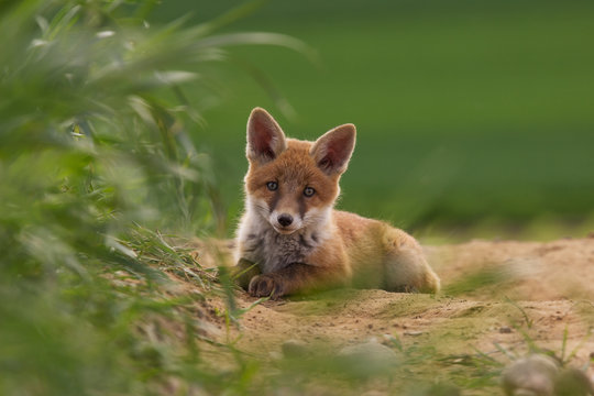 Liegender Fuchs