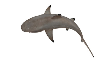 Reef shark isolated on white background cutout ready bended top view 3d rendering