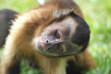 Portrait of a Capuchin monkey looking into the camera with its head turned. Selective focus. Animals, mammals, primates.