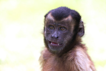 Obraz premium Portrait of a Capuchin monkey on a light background with a snarl of aggression teeth, selective focus. Animals, primates.