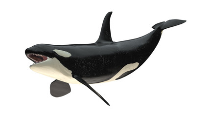 Isolated killer whale orca open mouth right diagonal tail up view on white background 3d rendering - obrazy, fototapety, plakaty