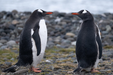 Playful Gentoo penguins on a beach in the South Shetland Islands, Antarctica