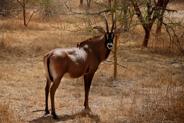 Young sable antelope (Hippotragus niger) - bull