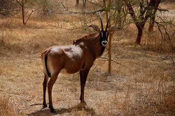 Fotobehang Young sable antelope (Hippotragus niger) - bull © Maciej