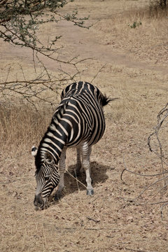 Zebra (Bandia, Senegal)