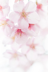 桜 満開の河津桜の花 クロースアップ 白背景　00811_DSC_7536