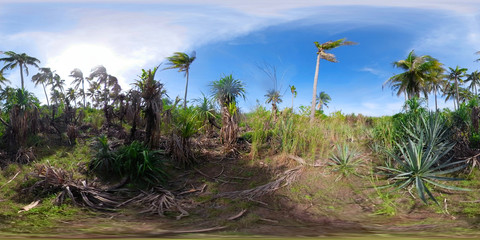 Tropical vegetation and palm trees. 360 VR. Forest and tropical vegetation.