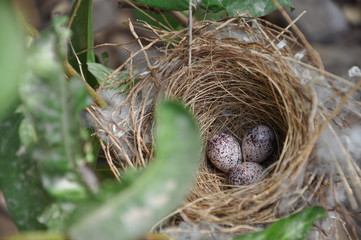 Bird eggs in the nest