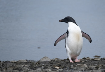 Obraz premium Playful Adelie penguin on a beach in the South Shetland Islands, Antarctica