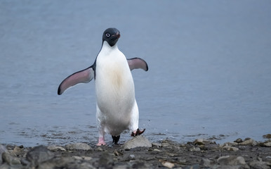 Naklejka premium Playful Adelie penguin on a beach in the South Shetland Islands, Antarctica