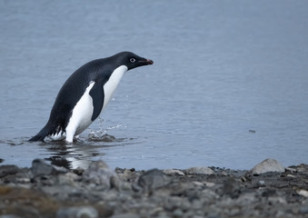 Playful Adelie penguin on a beach in the  South Shetland Islands, Antarctica
