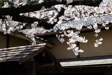 春の東京上野恩賜公園の桜の花と和風建築の風景