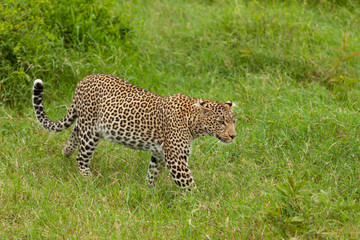 leopard in the tall grass of the Maasai Mara