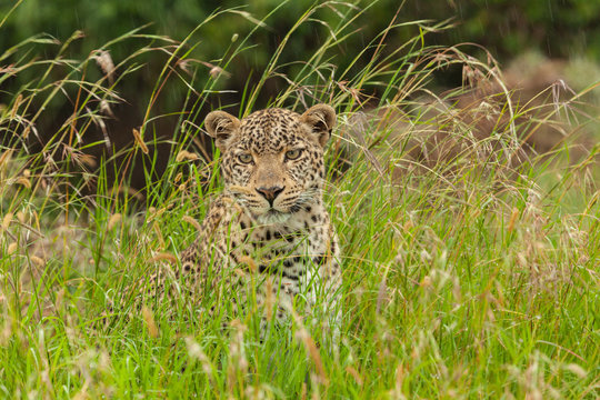 leopard in the tall grass of the Maasai Mara