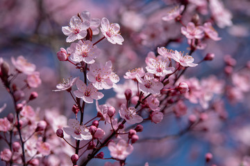 Hintergrund Blüten rosa Kirschblüte Frühling