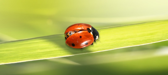 Macro red Ladybug on green grass.